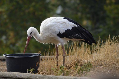 stork  feather  white stork