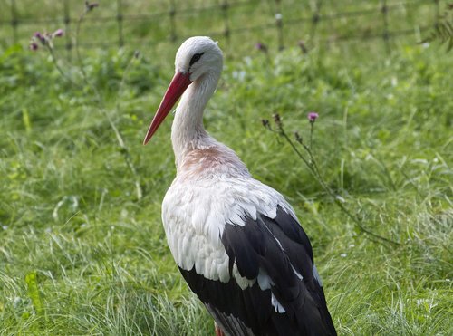 stork  bird  rattle stork