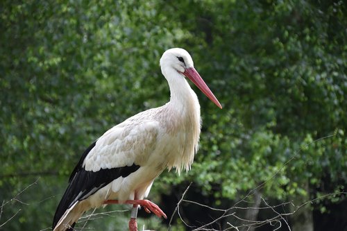 stork  animal  bird