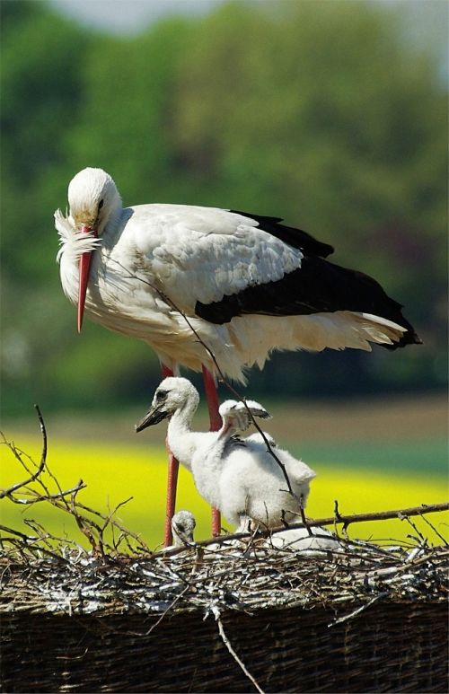 stork young stork storchennest