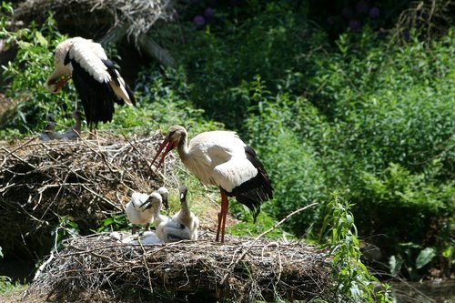 stork  storchennest  rattle stork