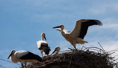 stork  storks  bird