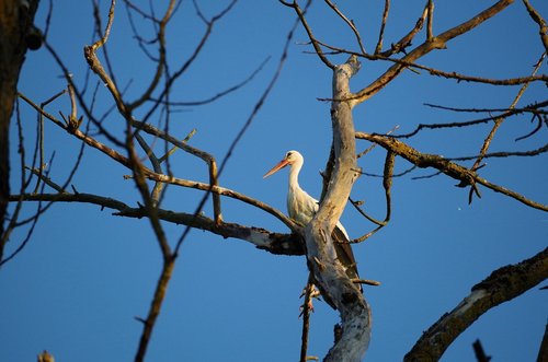 stork  tree  nature