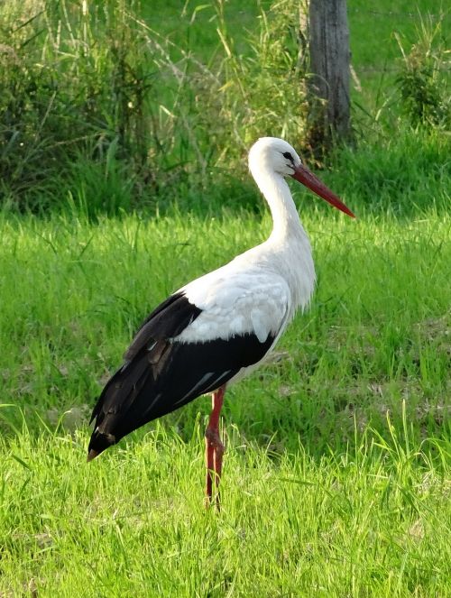 stork rattle stork white stork