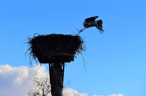 stork  bird  flying