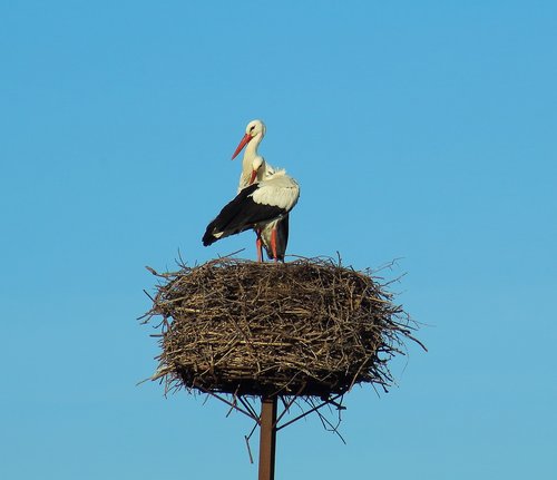 stork  nest  nature