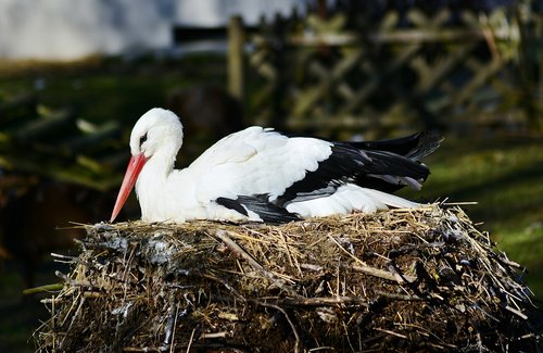 stork  nest  white stork