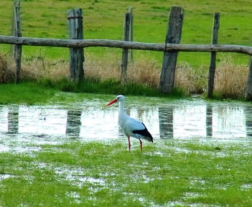 stork  marsh  nature