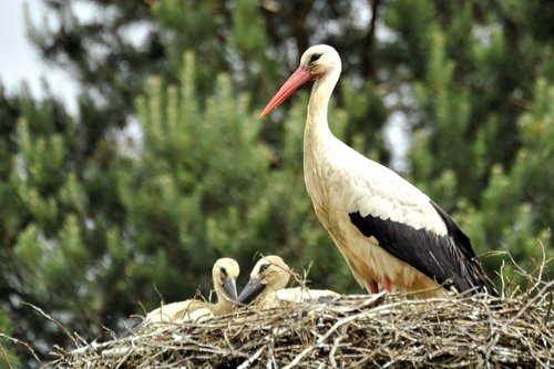 stork  ciconia  cigogneau