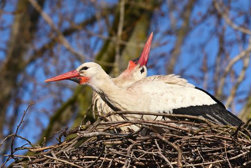 stork  wading bird  animal
