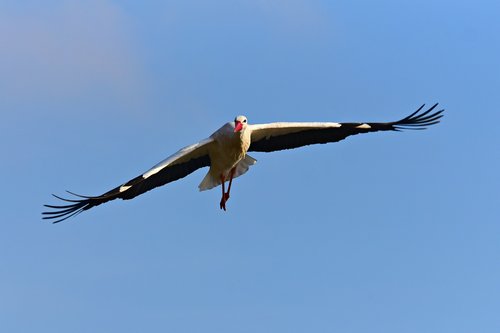 stork  wading bird  flight