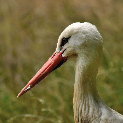 stork bird wildlife