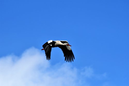 stork  flying  flight