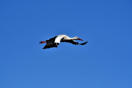 stork  flying  bird