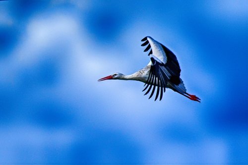 stork  flying  elegant