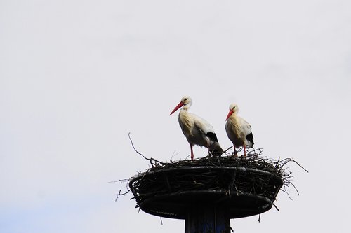 stork  rattle stork  animal