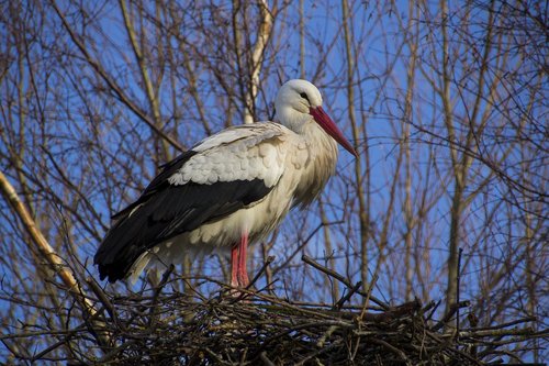 stork  nature  bird