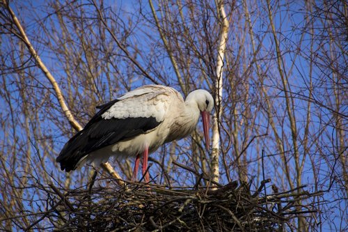 stork  nature  bird