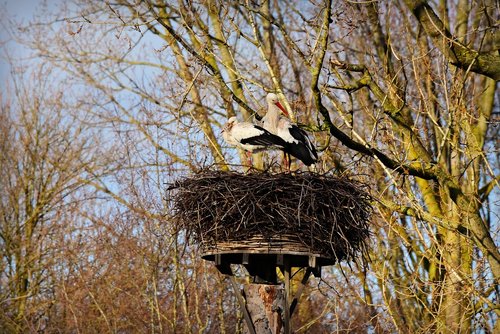 stork  bird  animal