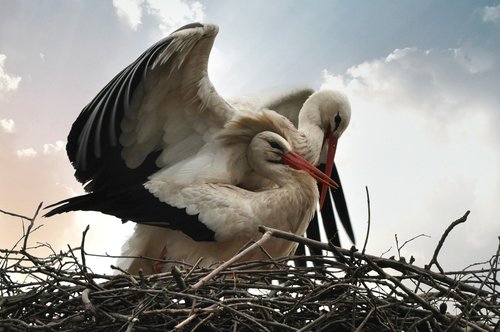 stork  bird  animal