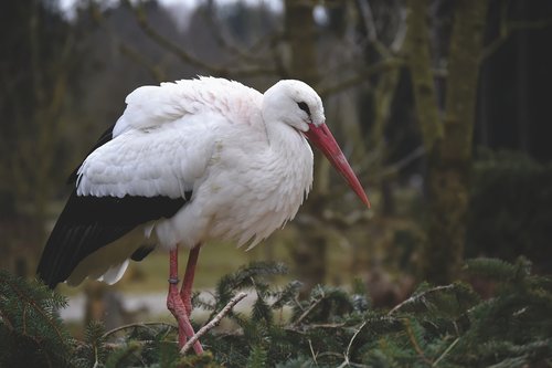 stork  bird  nest