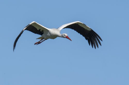 stork  bird  wings