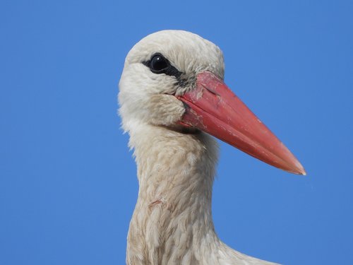 stork  the head of the  bird