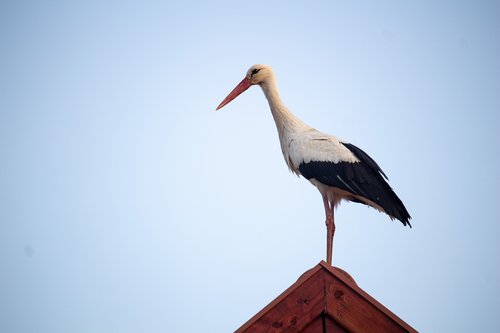 stork  bird  migratory bird