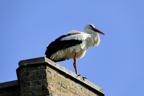 stork  animal  bird
