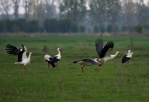 stork  stol  birds