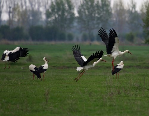 stork  stol  birds