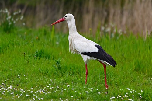 stork  bird  animal