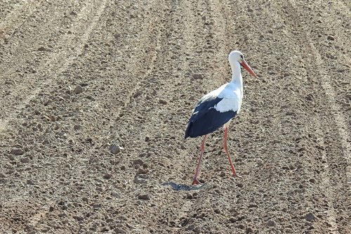 stork  field  foraging
