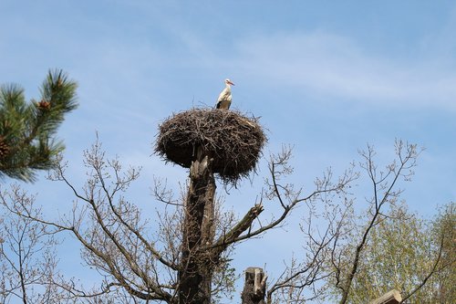 stork  stork's nest  tree