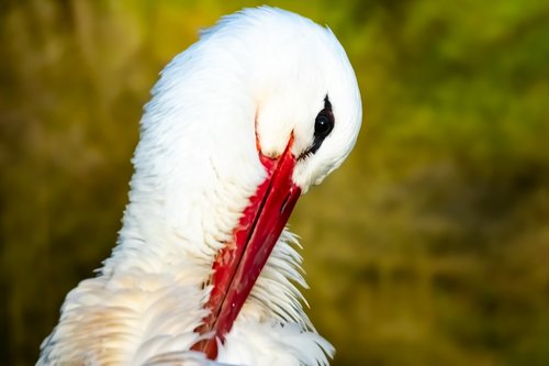 stork  bird  nature