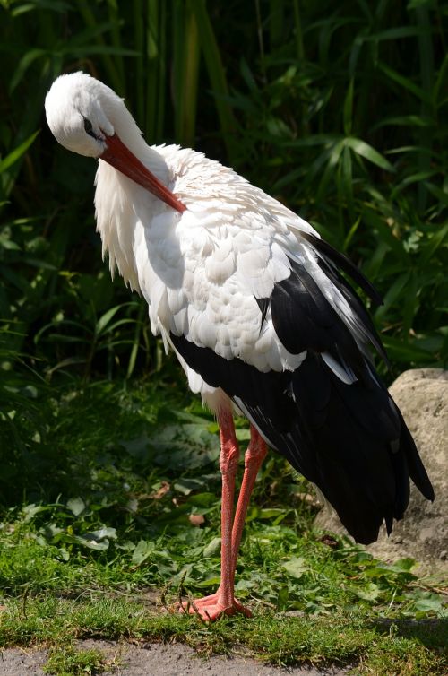stork bird white stork