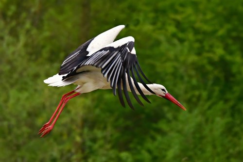 stork  bird  animal