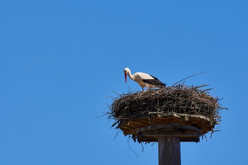 stork  storchennest  bird