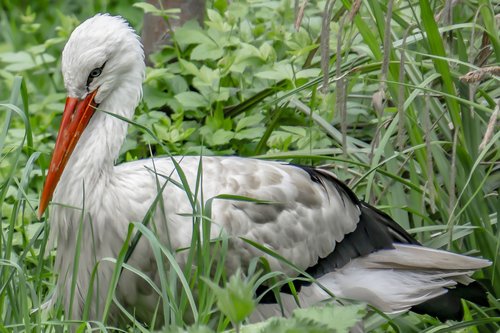 stork  grass  bird