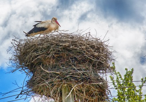 stork  stork nest  power lines