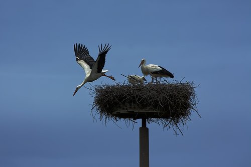 stork  bird  wing