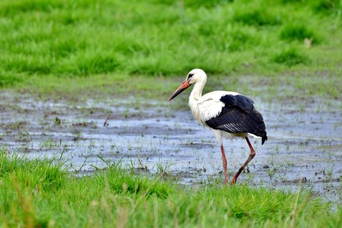 stork  bird  beak