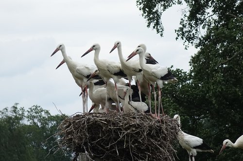 stork  the stork species  hemmestorp monastery