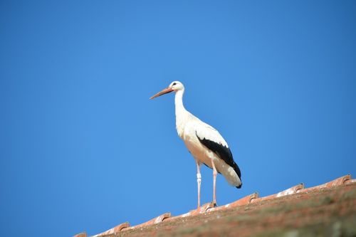 stork bird animal