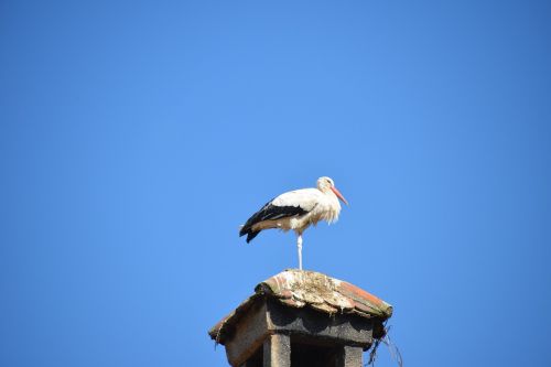 stork bird animal