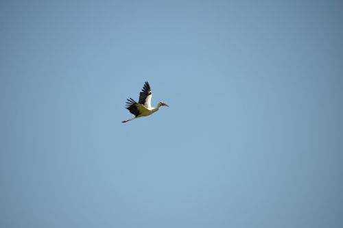 stork flight bird