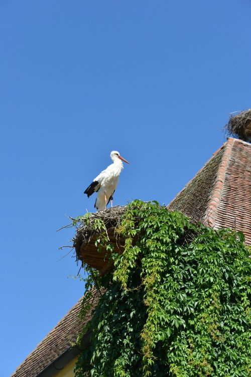 stork bird animal