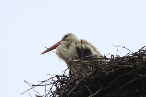 stork bird socket