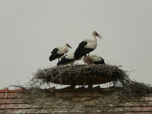 stork storchennest bird