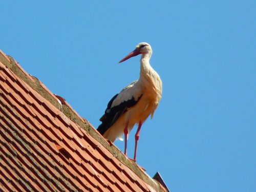 stork bird animals